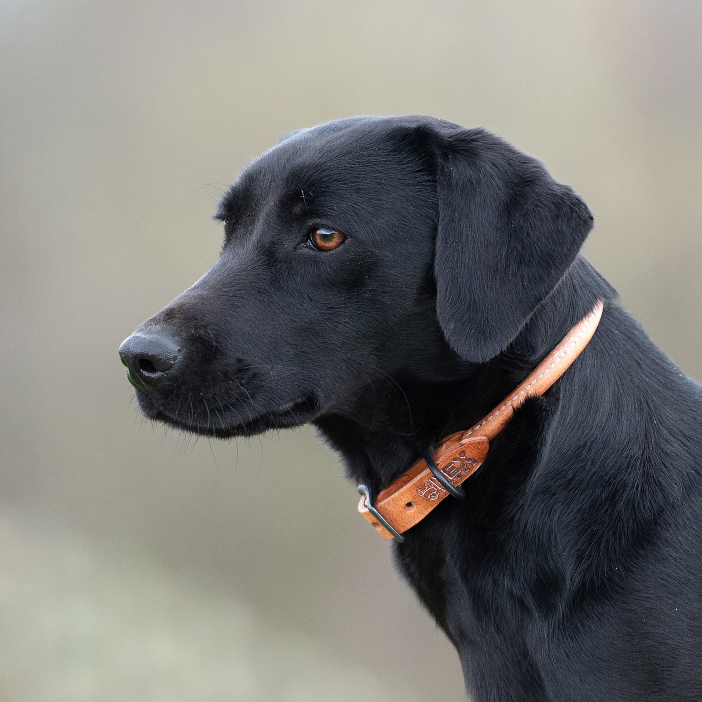 Russet Rolled Leather Collar on dog