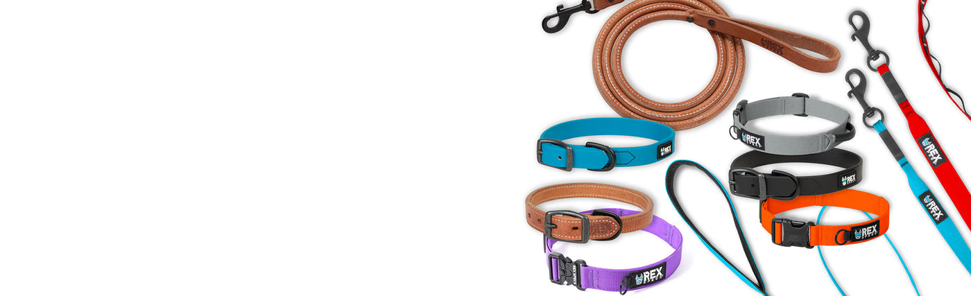 Rex-Specs-Collars-&-Leashes-New-1920x585.jpg__PID:e37d2d73-3e32-43f5-9025-8bbffd41f7ce