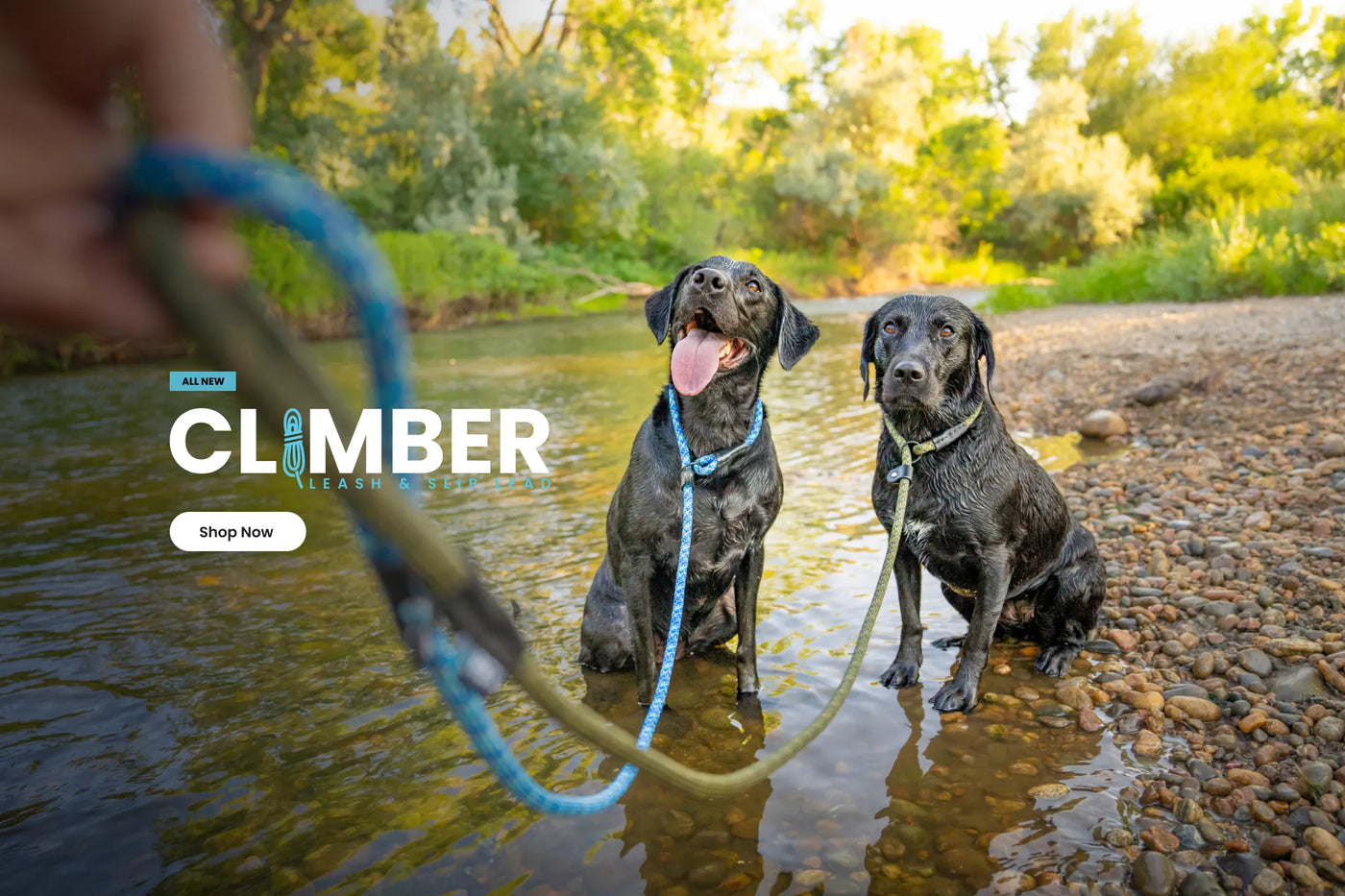 the climber leash and slip lead on two wet dogs sitting in water